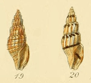 Mangelia costulata